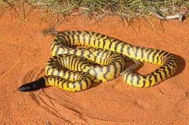 Black Headed Python Aspidites Melanocephalus