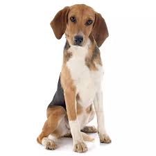 Image result for Harrier dog