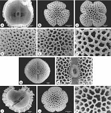 Image result for Kohautia cynanchica