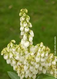 Image result for Pieris japonský debutante obrázek