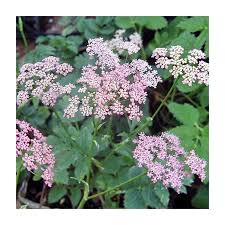 Image result for Pimpinella