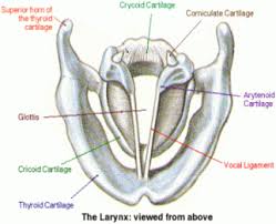 superior diagram of vocal cartilages posterior view of