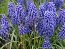 Tabernaemontana but are a slightly darker blue. Designing With Little Blue Spring Blossoms Janet Davis Explores Colour