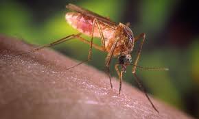 Pin On Mosquitoes Other Insects