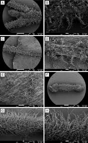 Image result for Vanwykia