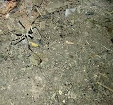 564 x 422 jpeg 49 кб. Tailless Whip Scorpion