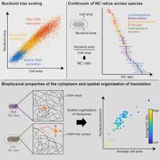 Nucleoid Size Scaling And Intracellular Organization Of