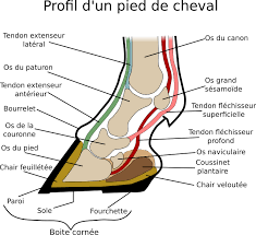 Structure Pied Cheval Cheval Anatomie Du Cheval Anatomie Animale