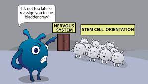 Now available on your ipod touch, iphone, and ipad! Stem Cell Orientation Scientific Animations