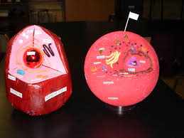 Animal cell project grade 9. Cell Model Project Mrs Du Houx S Science Classroom