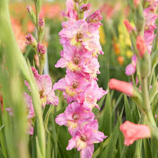 Image result for Gladiolus verdickii