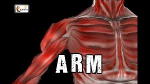 The anatomy of the elbow the elbow is a hinged joint made up of three bones, the humerus, ulna, and radius. Arm Anatomy Arm Bones Muscles Joints Human Anatomy And Physiology Video 3d Animation Elearnin Youtube
