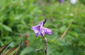 Image result for Dierama cupuliflorum