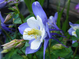 We did not find results for: Columbine Seeds Colorado Blue Decker Rd Seeds