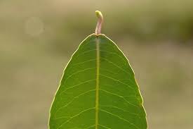 Image result for Shirakiopsis