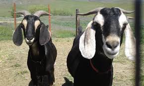 Greg Hodapp (@IdahoHodapp)