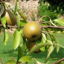 The shinko asian pear tree is also called an apple pear. Hosui Asian Pear Trees For Sale Willis Orchards