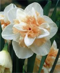 Narcissus Delnashaugh Late Flowering Its Creamy White 4 Perianth Is Adorned With Short Frilled Apricot Pin Bulb Flowers Narcissus Pretty Flowers Pictures