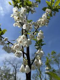 Image result for Halesia