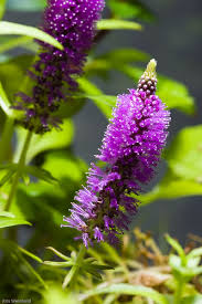 Image result for Rotala gossweileri