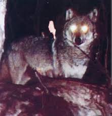 Autistic boy guided by wolves in forest