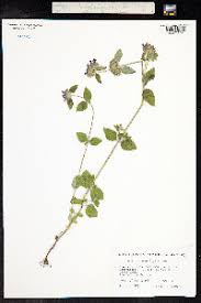 Image result for Clinopodium simense