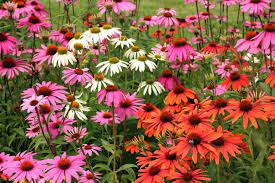 Jul 02, 2021 · coneflowers (echinacea) coneflowers have large, showy flowers and grow in dry grasslands that are deprived of water. Coneflowers How To Plant Grow And Care For Echinacea The Old Farmer S Almanac