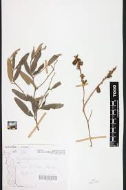 Image result for Eriosema psoraleoides