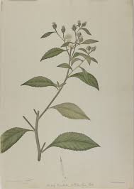 Image result for Vernonia anthelmintica