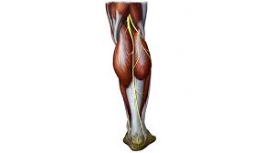The best leg exercise you can do with no equipment is the modest squat. No Weights Calf Training T Nation
