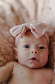 Wild Wren Photography