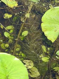 Image result for Utricularia andongensis