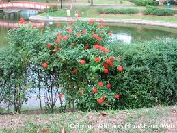 Image result for Combretum