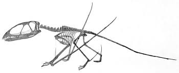 It was named by paleontologist richard owen in 1859. File Dimorphodon Macronyx Jpg Wikimedia Commons