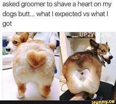 Here S A Small Dump Of Dog Memes To Brighten Your Day Asked Groomer To Shave A Heart On My Dogs Butt What I Expected Vs What I I Got Up