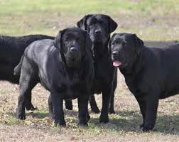 As one of the world's favorite pets, they're also known for being popular guide dogs, service dogs, search and rescue dogs, hunting dogs, and, of course, a loving companion breed. Black English Labrador Puppies Petsidi