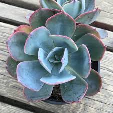 Pearl echeveria, mexican snowball and others synonyme(s): Double Headed Rare Echeveria Galaxy Blue Succulent Plant 4 U201d Succulents Craft Supplies Tools Delage Com Br
