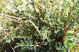 Image result for Agathisanthemum bojeri