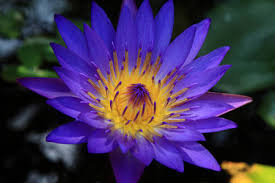 Huge sale on blue lotus flowers now on. Bicolor Lotus Jigsaw Puzzle Plants Flowers Puzzle Garage