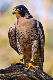 Pin De Tugrul Demiray Em Aves Y Insectos Espectaculares En Todo El Mundo Aves De Rapina Aves Selvagens Falcao Peregrino
