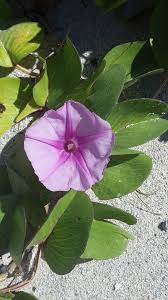 Image result for Ipomoea pes-caprae