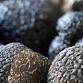 Essential Truffle Farming & Truffle Dog Training event image