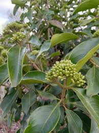 Image result for Psychotria heterosticta