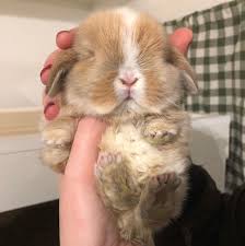5 325 Mentions J Aime 360 Commentaires New Jersey Holland Lops Bunnyrabbitry Sur Instagram Should I Name Her Honey Or Pumpkin Comment Bel Tavsanciklar