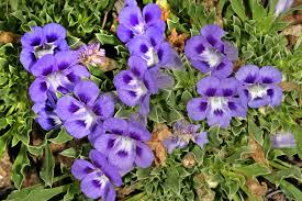 Image result for Aptosimum procumbens