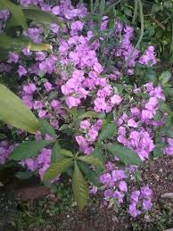 Bunga air mata pengantin (antigonon) menjadi salah satu tanaman bunga merambat (liana) yang indah. Biji Benih Air Mata Pengantin Yg Telah Di Semai Madumelaka