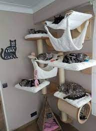 Hello There Bright People Are You Looking Petlover Or Have You Any Pretty Pe Bright Hello Looking Pe People Cat Room Decor Cat Room Cat House Diy
