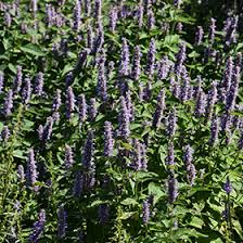 Image result for Anisopappus chinensis