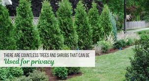 If you're looking for something tall that can really help you keep your home and yard to yourself, consider planting the following How To Choose The Best Privacy Trees Garden Goods Direct