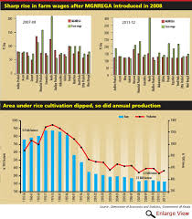 Rice At Risk